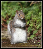 Grey Squirrel