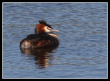 Great Crested Grebe