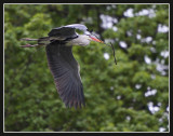 Grey Heron