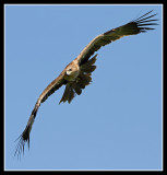 Indian Tawny Eagle