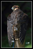 Lanner Falcon