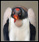 King Vulture