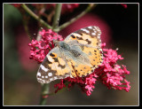 Painted Lady