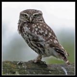 Little Owl