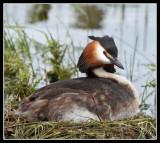 Great Crested Grebe on nest