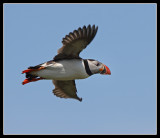 Puffin in flight