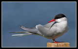 Arctic Tern