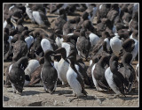Guillemots