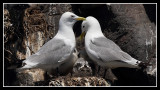 Kittiwake family