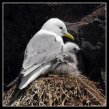 Kittiwake and chick