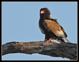 Bateleur Eagle, Lebala