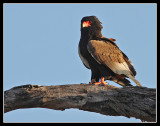 Bateleur Eagle, Lebala