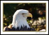 Zoo Pictures