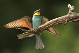 Bijeneter - Bee-eater