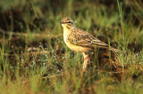 Duinpieper - Tawny Pipit