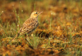 Pipits/Wagtails