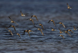 Bonte, Kleine en Krombekstrandlopers - Dunlin, Little Stint and Curlew Sandpipers