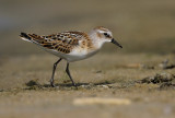 Kleine Strandloper - Little Stint