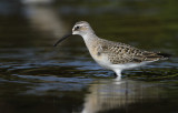 Krombekstrandloper - Curlew Sandpiper