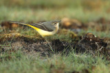 Grote Gele Kwikstaart - Grey Wagtail