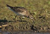 Gestreepte Strandloper - Pectoral Sandpiper, Bezinkingsputten Tienen