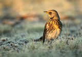 Kramsvogel - Fieldfare