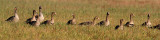 Kolgans - White-fronted Goose