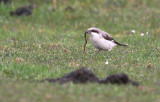 Kleine Klapekster - Lesser Grey Shrike, Koudekerke (NL)