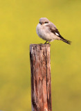 Kleine Klapekster - Lesser Grey Shrike, Koudekerke (NL)