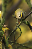 Goudhaan - Goldcrest