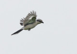 Klapekster - Great Grey Shrike