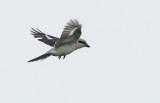 Klapekster - Great Grey Shrike