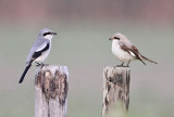 Klapekster - Great Grey Shrike + Kleine Klapekster - Lesser Grey Shrike