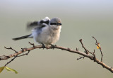 Klapekster - Great Grey Shrike