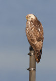 Buizerd - Buzzard