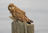 Velduil - Short-eared owl