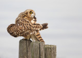 Velduil - Short-eared owl