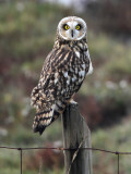 Velduil - Short-eared owl