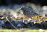 Oeverpieper - Rock Pipit