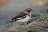 Sneeuwgors - Snow Bunting