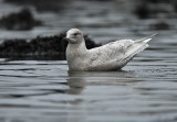 Kleine Burgemeester - Iceland Gull, buitenhaven Stellendam 09/01/2011