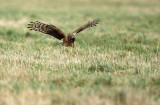 Blauwe Kiekendief - Hen Harrier (juv.)