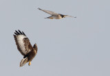 Slechtvalk en Buizerd - Peregrine Falcon with mobbing Buzzard