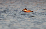 Witkopeend - White-headed Duck