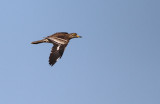 Griel - Stone Curlew