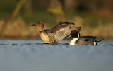 Pijlstaart - Northern Pintail