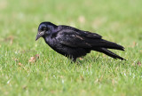 Roek - Rook