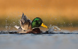 Wilde Eend - Mallard