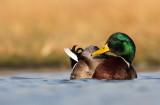 Wilde Eend - Mallard