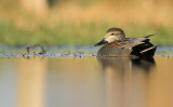 Krakeend - Gadwall